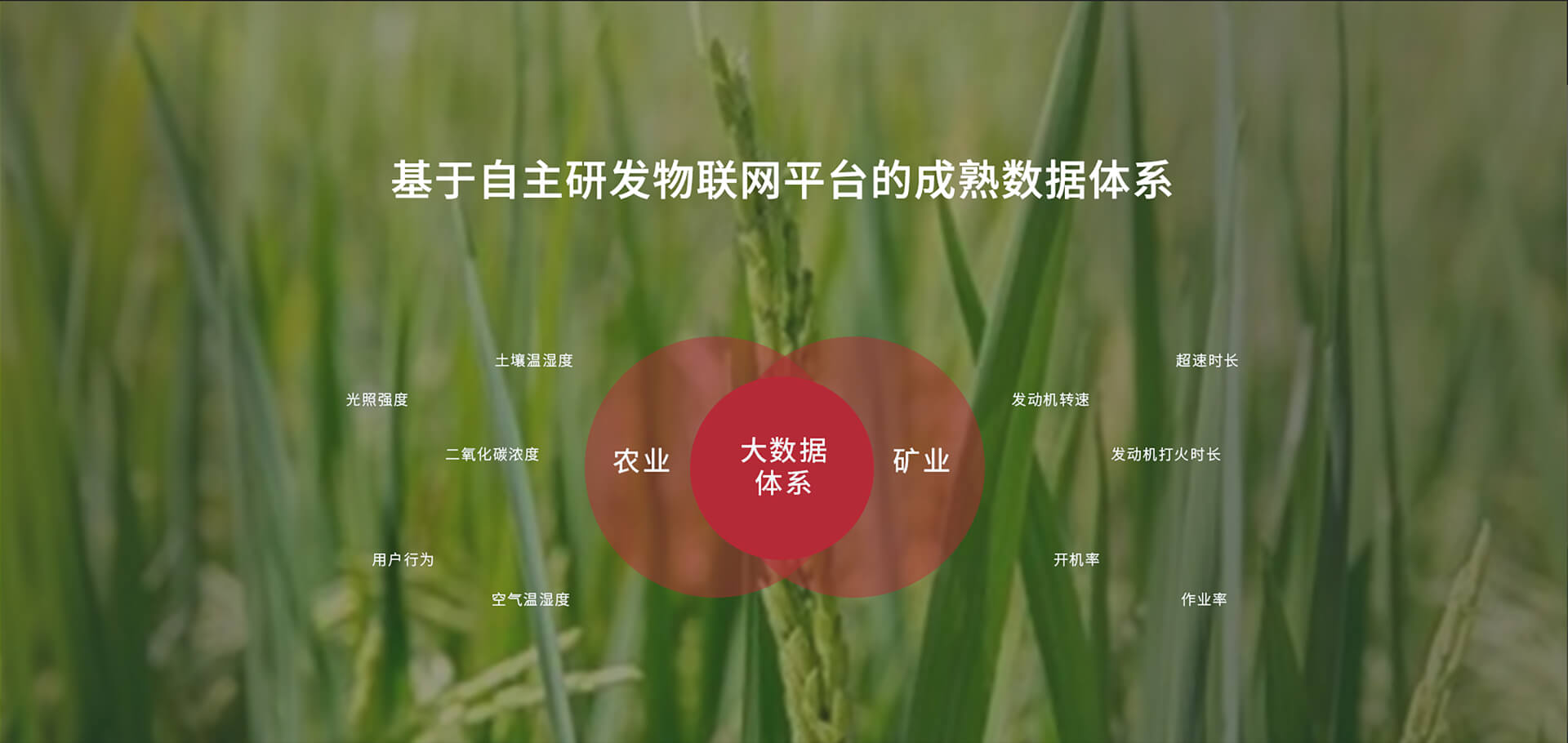 特级丰满少妇一级AAAA爱毛片